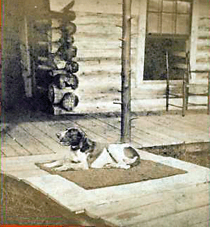 Reaching for the Out of Reach 23: A dog rests outside a log cabin, Maine, circa 1875. [ more from this project (nypl permalink) ]