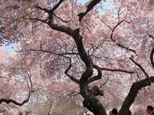 cherry blossom festival. cherry blossom festival.