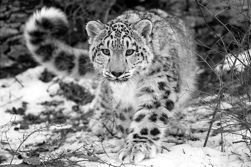 snow leopard wallpaper hd. Snow Leopard