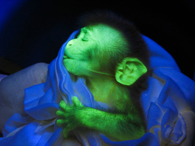 Glowing monkeys.Welcome to the future.via Neatorama
        GLOWING ANIMALS?! WTF?
CLICK THE LINK AND LOOK AT ALL THE GLOWING ANIMALS!
WTTTFFFF?!
