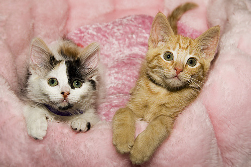 cats and kittens. cute cats kittens Kittens