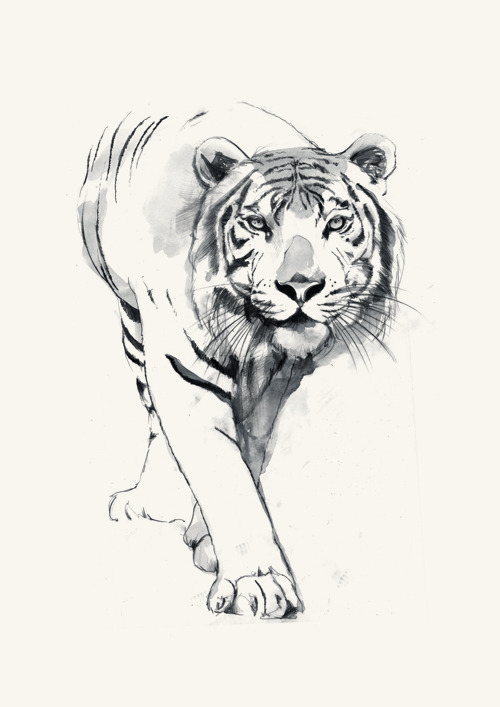 new sketch&#8230; to be finished in time for the year of the tiger.