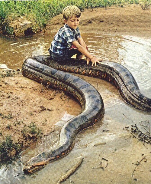 Hey Okay » Ride the Snake