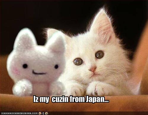 Categorized Cats, Photos.Tagged adorable, cat, cute, japanese.