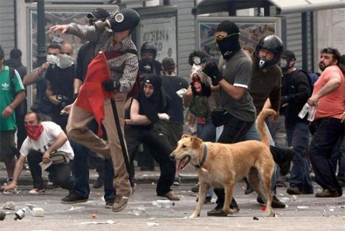 The dog that hasn’t missed a single riot for years