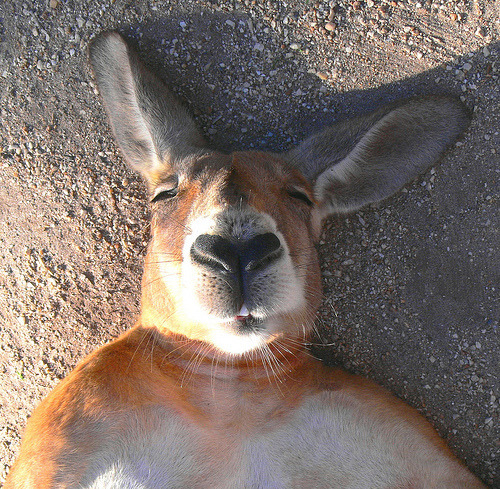The Sleeping Kangaroo Series ~ Buck Roo-gers 