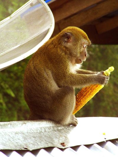 monyet juga bisa menikmati jagung bakar di penatapan sembahe brastagi.. mangstap gan..
nih photo saya ambil pas lagi makan jagungbakar di sana..
(nama monyet ini : gadispencurijagung)