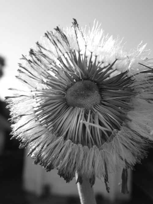 Black And White Daisy Photography. daisy black and white