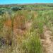 Wagon ruts from Oregon Trail still visible today
