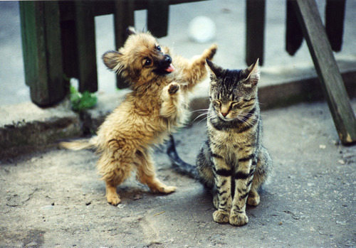 puppies and kittens fighting. Oof, that puppy#39;s about to get