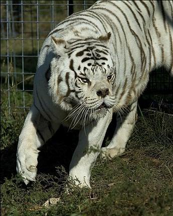 deformed white tiger pictures. rescued from a white tiger