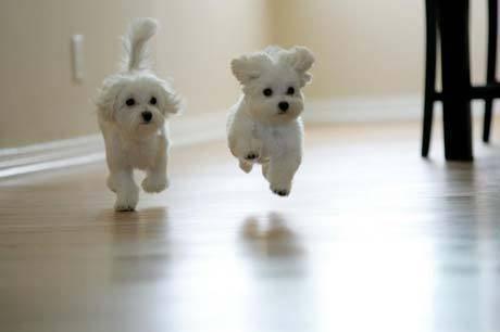 flying puppeh