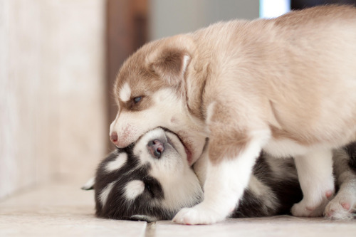 puppies and kittens fighting. Puppy Fight! Add to the Snuzz!