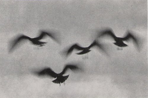 Ernst Haas La Jolla Birds, California, 1958.