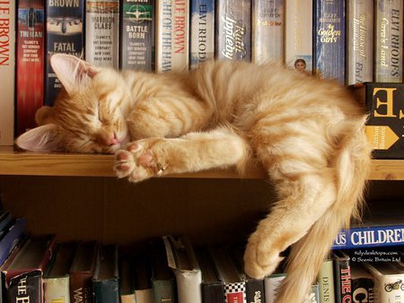 Bookshelf Kitty - Cats Wallpaper 443553 - Desktop Nexus Animals
