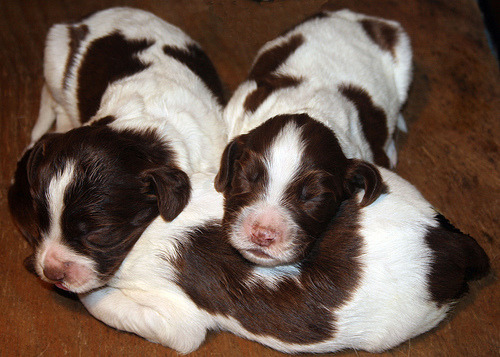 springer spaniel puppy puppies cute adorable dogs animals