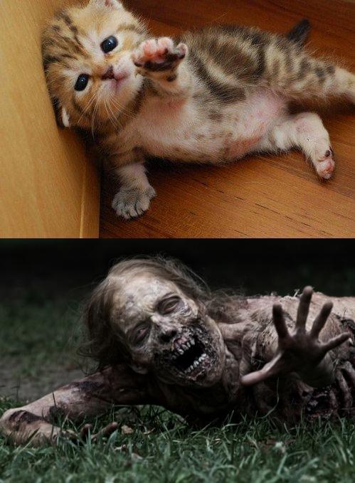 what a lol !
theinevitablezombieapocalypse:

The Walking Dead Cat
