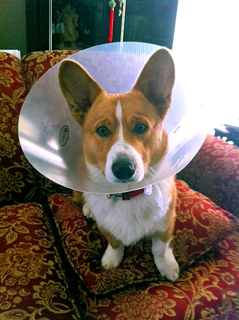 cone of shame. The cone of shame does not