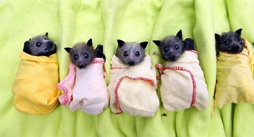 TYWKIWDBI (“Tai-Wiki-Widbee”): Bats in blankets