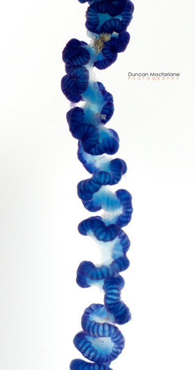 Blue bottle jelly fish