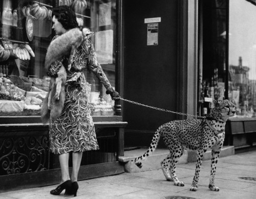 billyjane:  Phyllis Gordon takes her pet cheetah shopping in London, 1939  from corbis 
