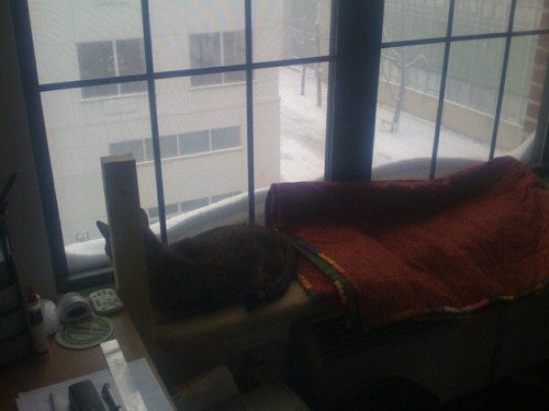 cat in the snow. Anna H#39;s cat admires the snow