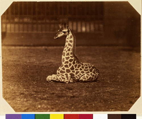 mudwerks:  Giraffe at the Zoological Gardens, Regent’s Park, London (by George Eastman House)  Maker: Count de Montizon (Spanish, 1822 - 1887) Title: Giraffe at the Zoological Gardens, Regent’s Park, London Date: ca. 1855