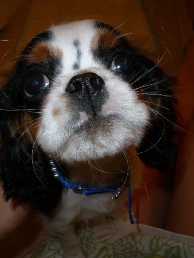dailychai:

This is Margo’s doggeh when he was little :)
