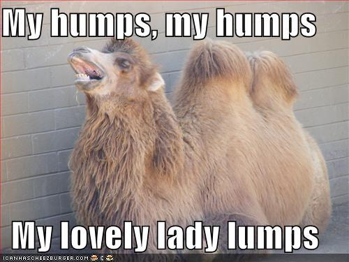 Image result for my lovely camel humps