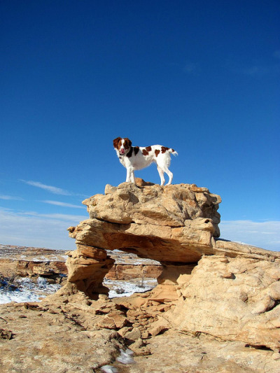 Brittany dogmale,  climbed on a rock
