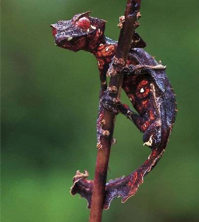 satanic leaf tailed gecko. Satanic Leaf-Tailed Gecko.