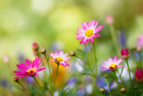 prettylittleflower:  Argyranthemums (by Mandy Disher) 
