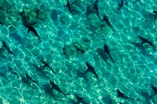 sharks in florida. Spinner sharks are seen from