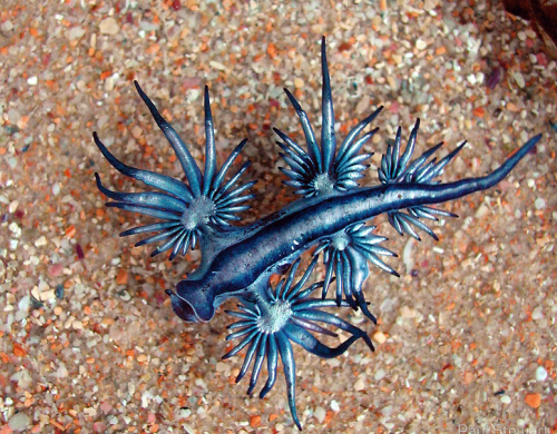 blue sea slug. Blue Sea Dragon, AKA the