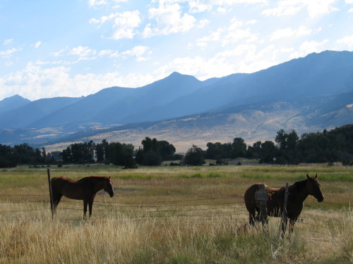 horses for sale in montana. Horse Sale of a Lifetime