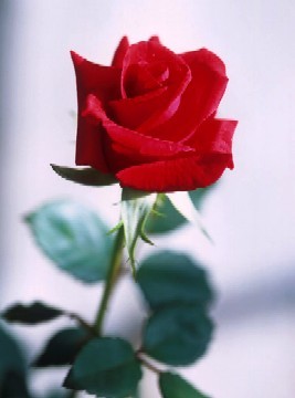 REBLOG e espalhe essa rosa em homenagem à todas as crianças que morreram no dia 7 de abril de 2011 em uma escola no Realengo no Rio de Janeiro.