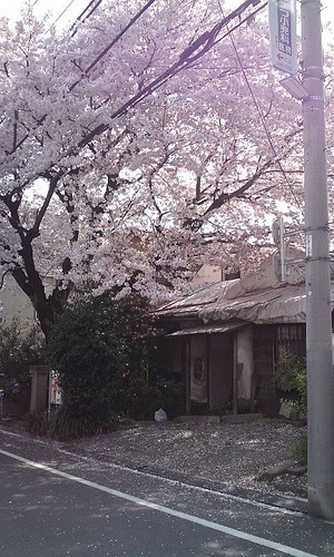 sakura (4) (by asobitsuchiya)