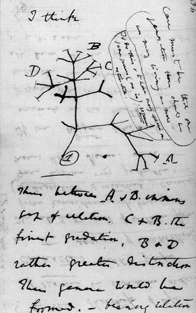 tree of life evolution. Tags: darwin evolution biology