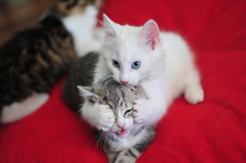 Cute Grey And White Kittens. 32 notes Tags: Kittens White