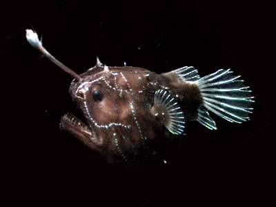 Pictures Of Anglerfish - Free Anglerfish pictures 
