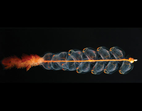 PHYSONECT SIPHONOPHORE (Marrus orthocanna) - ©Kevin Raskoff / NOAA
Like a multi-stage rocket, this bizarre microscopic creature, Marrus orthocanna is made up of multiple repeated units, including tentacles and multiple  stomachs. Never heard of a physonect siphonophore? That&#8217;s what this is.  It&#8217;s something like a jellyfish, and is more closely related to the  Portugese man o&#8217;war. One interesting thing about it: Like ants, a colony  made up of many individuals has attributes resembling a single  organism.
Other photos you may enjoy:
Swimba Worm
Water Bear
Peacock MiteSource: http://www.thedailygreen.com/environmental-news/latest/strange-sea-animals-2#ixzz1KaC49UJF