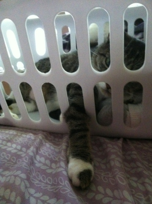 Cat In Laundry Basket. cat middot; kitty middot; laundry middot; asket