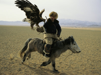 golden eagle hunting. Mongolian golden-eagle hunting