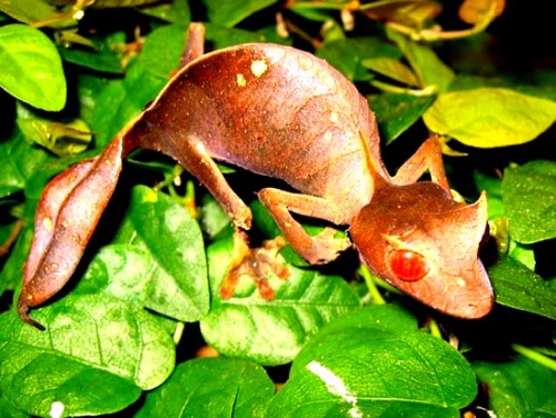 satanic leaf tailed gecko. Satanic Leaf Tailed Gecko