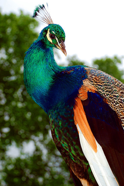 My Bohemian Aesthetic
e-a-r-t-h:

The Peafowl. A Male Peapowl is called a Peacock and a female is called a Peahen. Photo credit.
