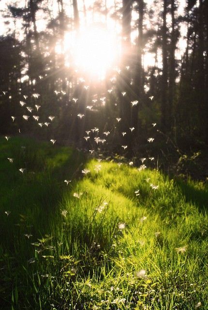 agoodthinghappened:

sunlight on imgfave on We Heart It. http://weheartit.com/entry/11797016
