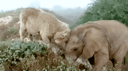 анимирани картинки слон и овца