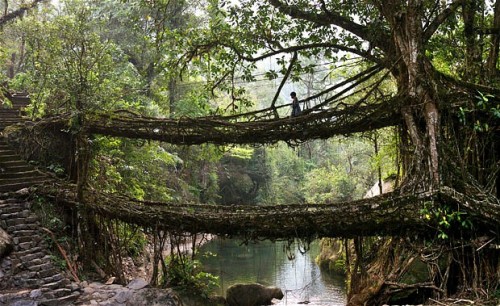 mabelmoments:

Deep in the rainforests of the Indian state of Meghalaya lie some of the  most extraordinary pieces of civil engineering in the world. Here, in  the depths of the forest, bridges aren’t built - they’re grown. Ancient  tree vines and roots stretch across rivers and streams, creating a solid  latticework structure that appears too fantastical to be real. The  Cherrapunji region is considered to be one of the wettest places on the  planet and this is the reason behind the unusual bridges. With  Cherrapunji receiving around 15 metres of rain per year, a normal wooden  bridge would quickly rot. This is why, 500 years ago, locals began to  guide roots and vines from the native Ficus Elastica rubber tree across  rivers using hollow bamboo until they became rooted on the opposite  side.
