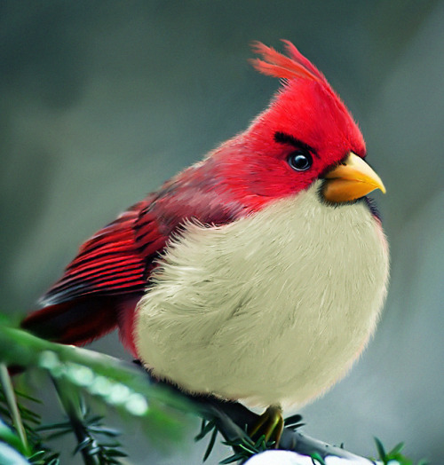 Natural Angry Bird