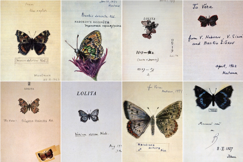 Nabokovs butterfly drawings